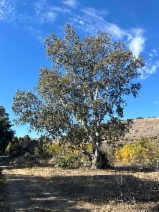 Eucalyptus camaldulensis