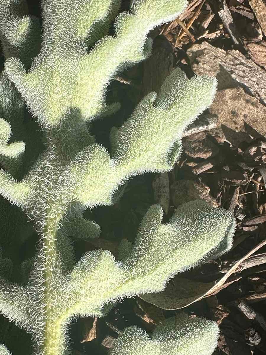 Glaucium flavum