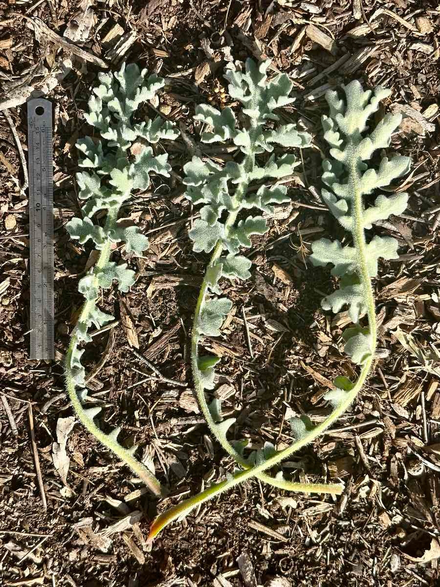 Glaucium flavum