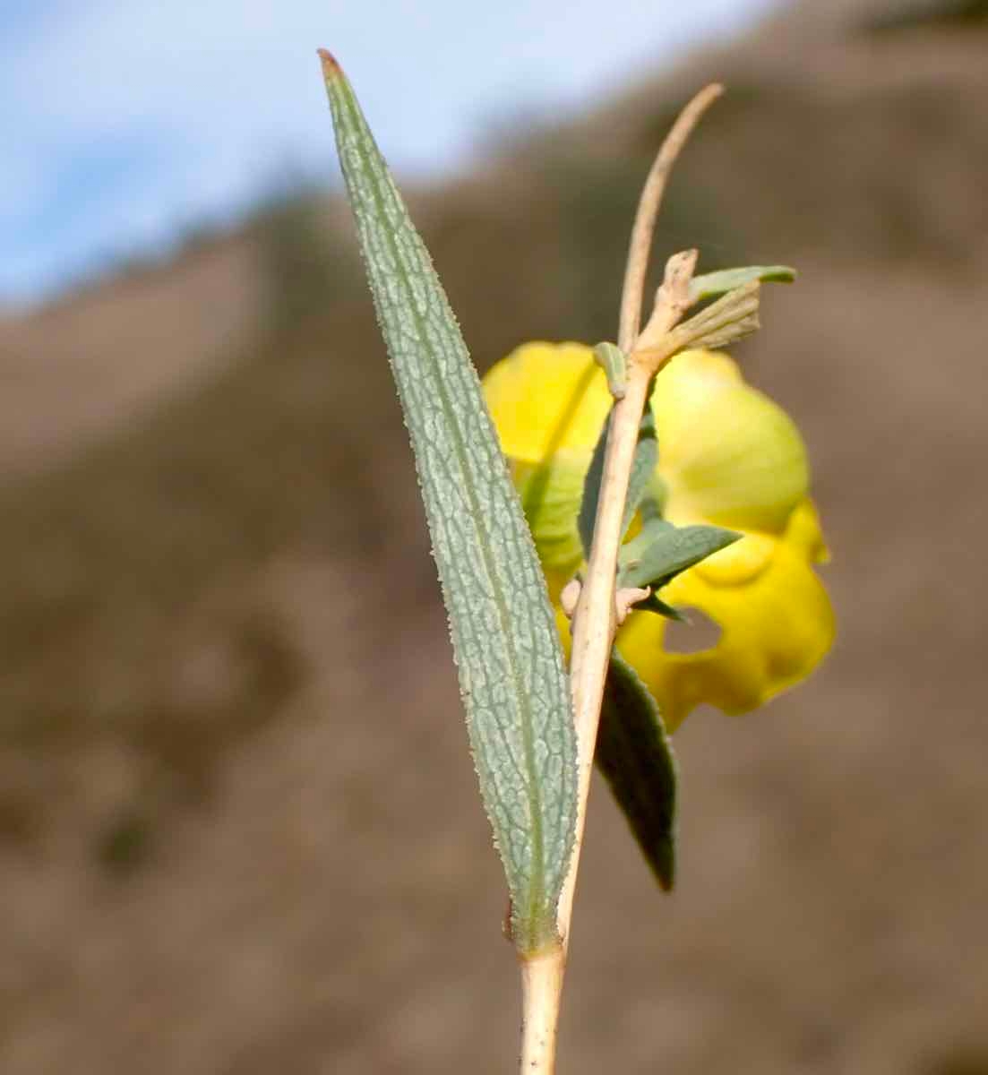 Dendromecon rigida