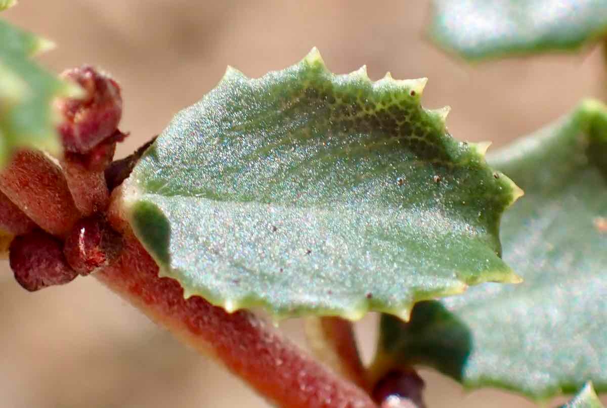 Ceanothus masonii