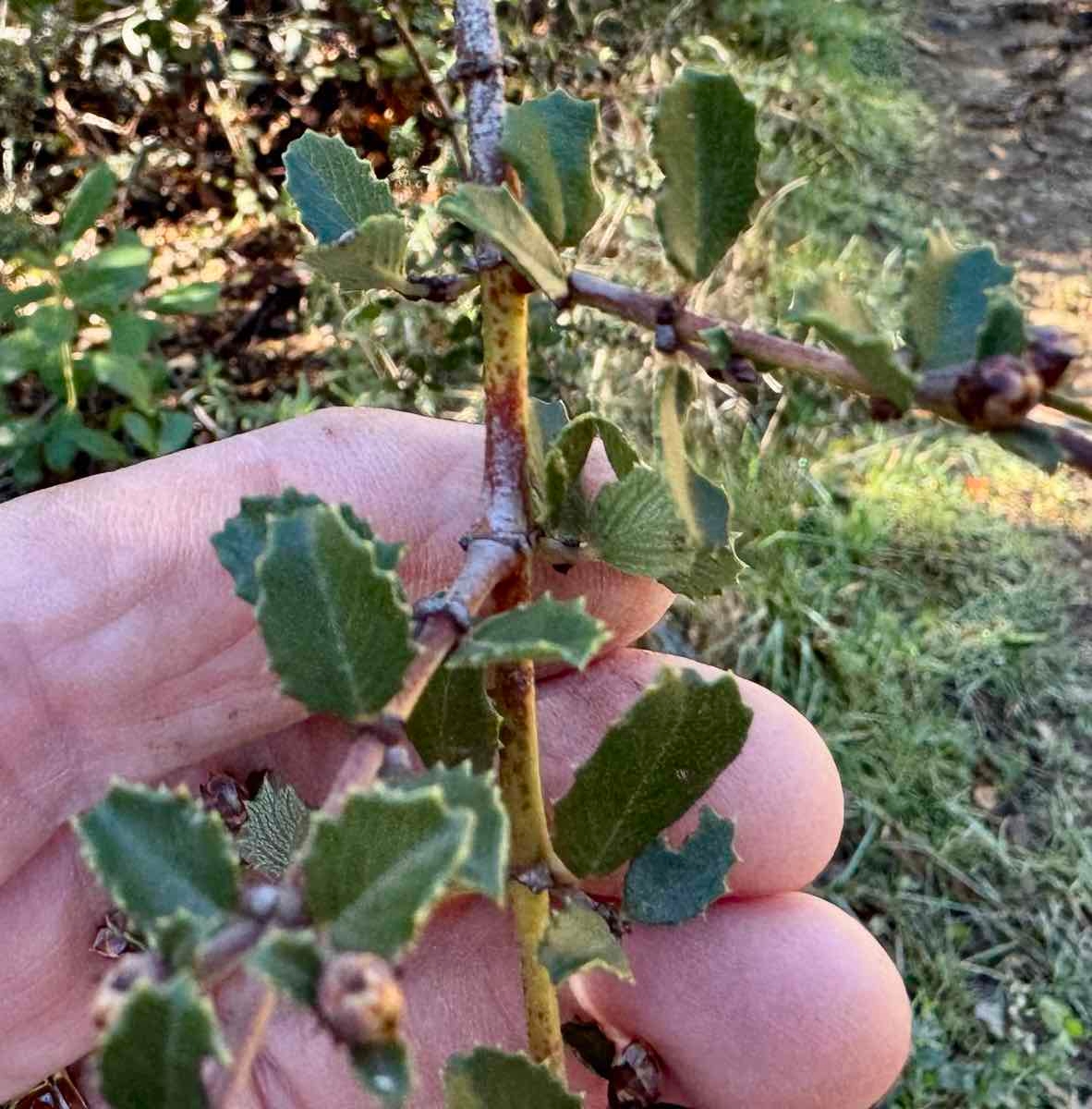 Ceanothus masonii