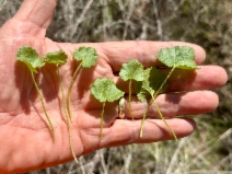 Sidalcea sparsifolia