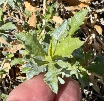 Isocoma acradenia var. eremophila