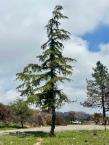 Cedrus deodara