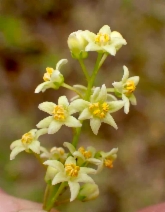 Toxicodendron diversilobum
