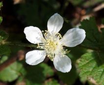 Rubus macropetalus