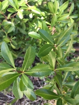 Pyracantha crenulata