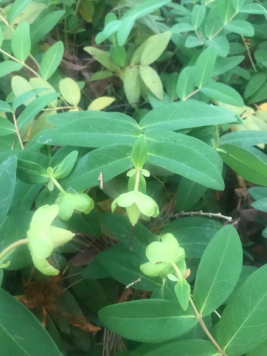 Hypericum calycinum