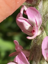 Pedicularis attollens