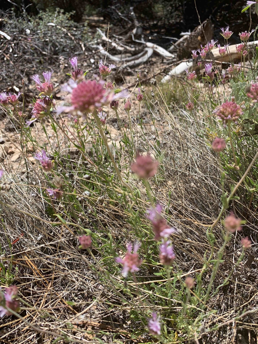 Monardella linoides