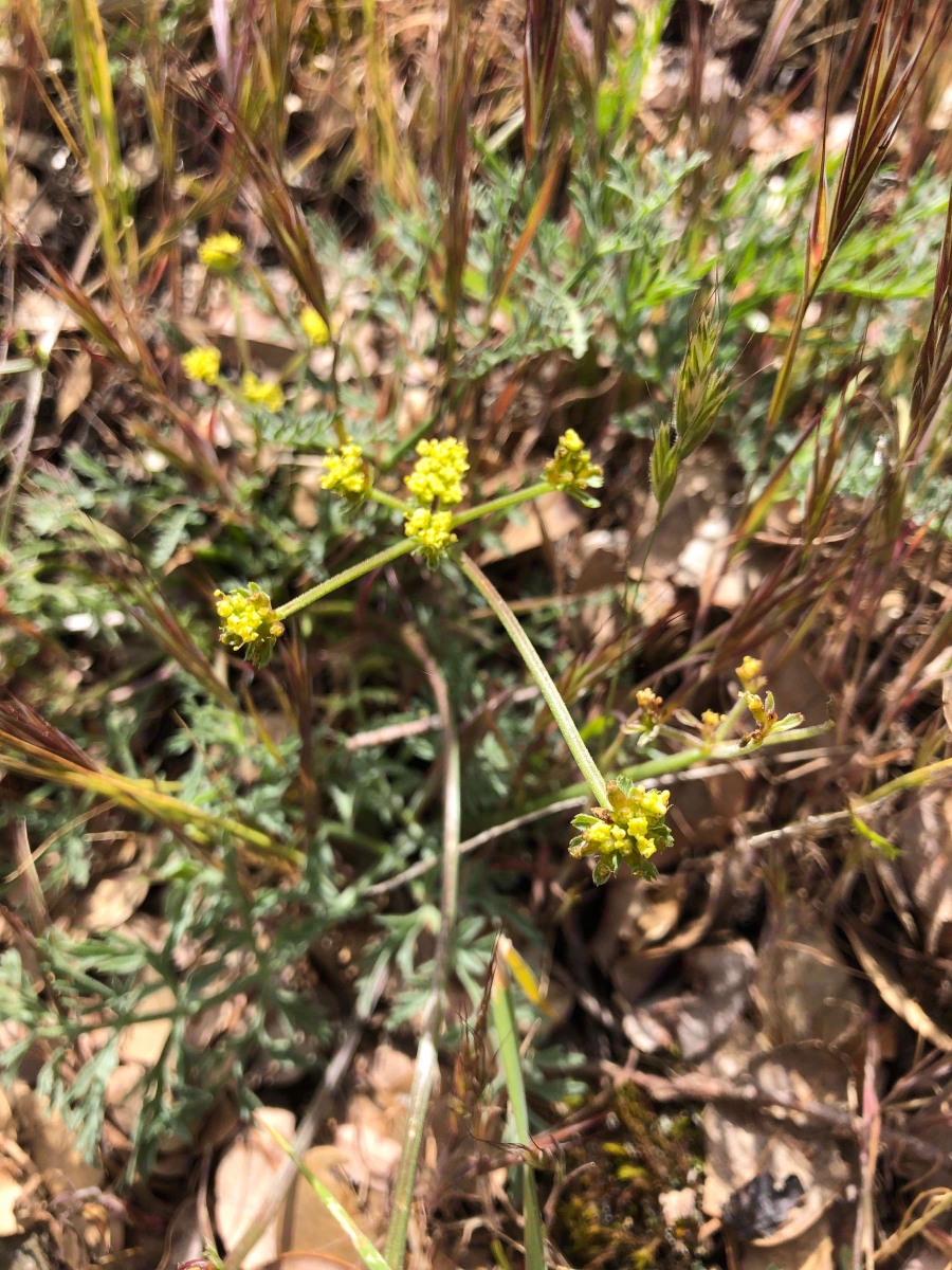 Lomatium observatorium