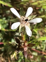 Horkelia californica ssp. californica