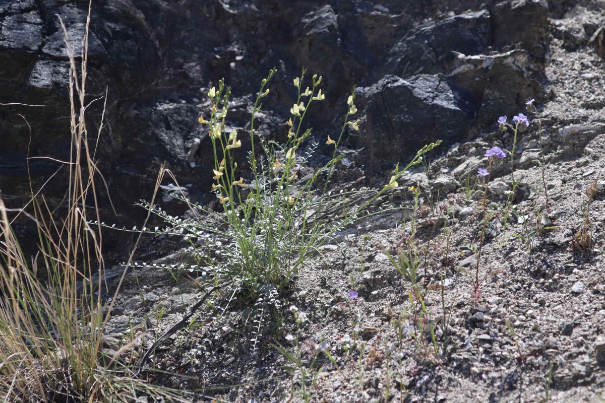 Astragalus tricarinatus