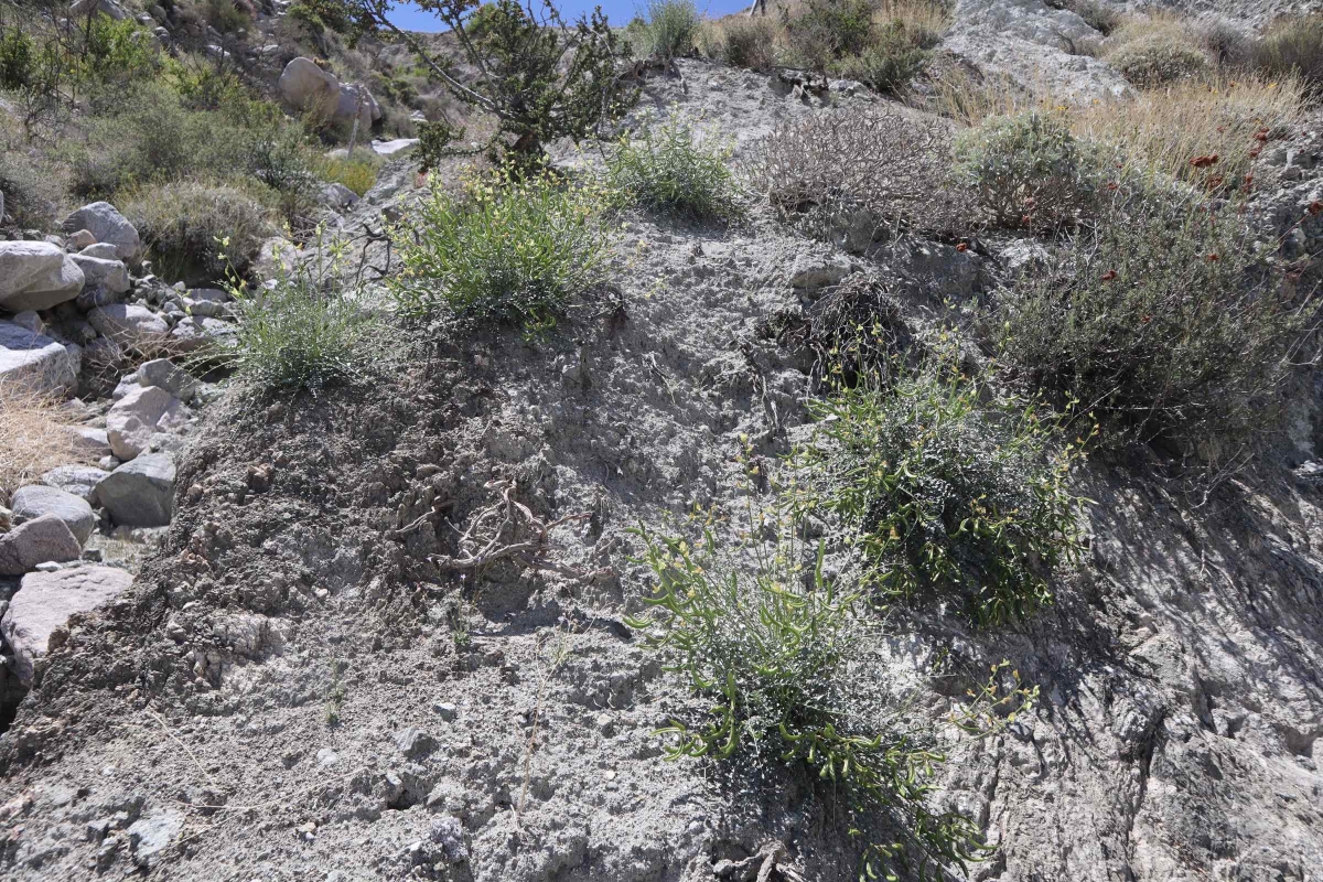 Astragalus tricarinatus