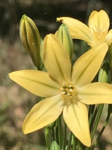 Triteleia Xversicolor