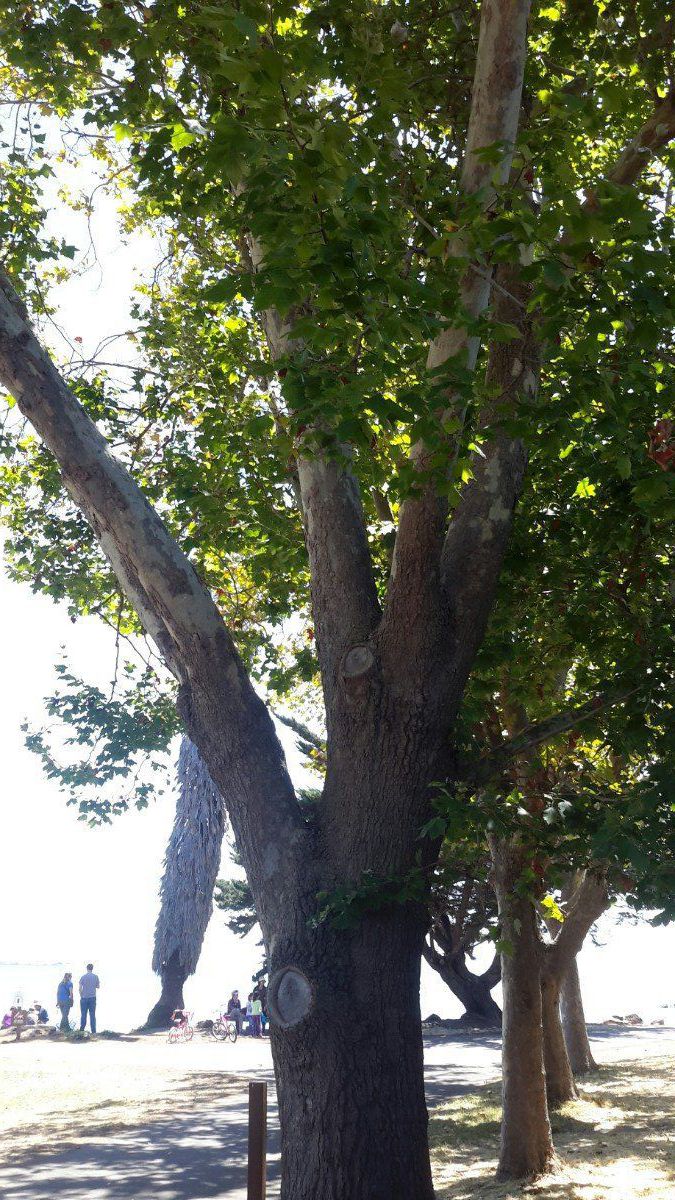 Platanus occidentalis