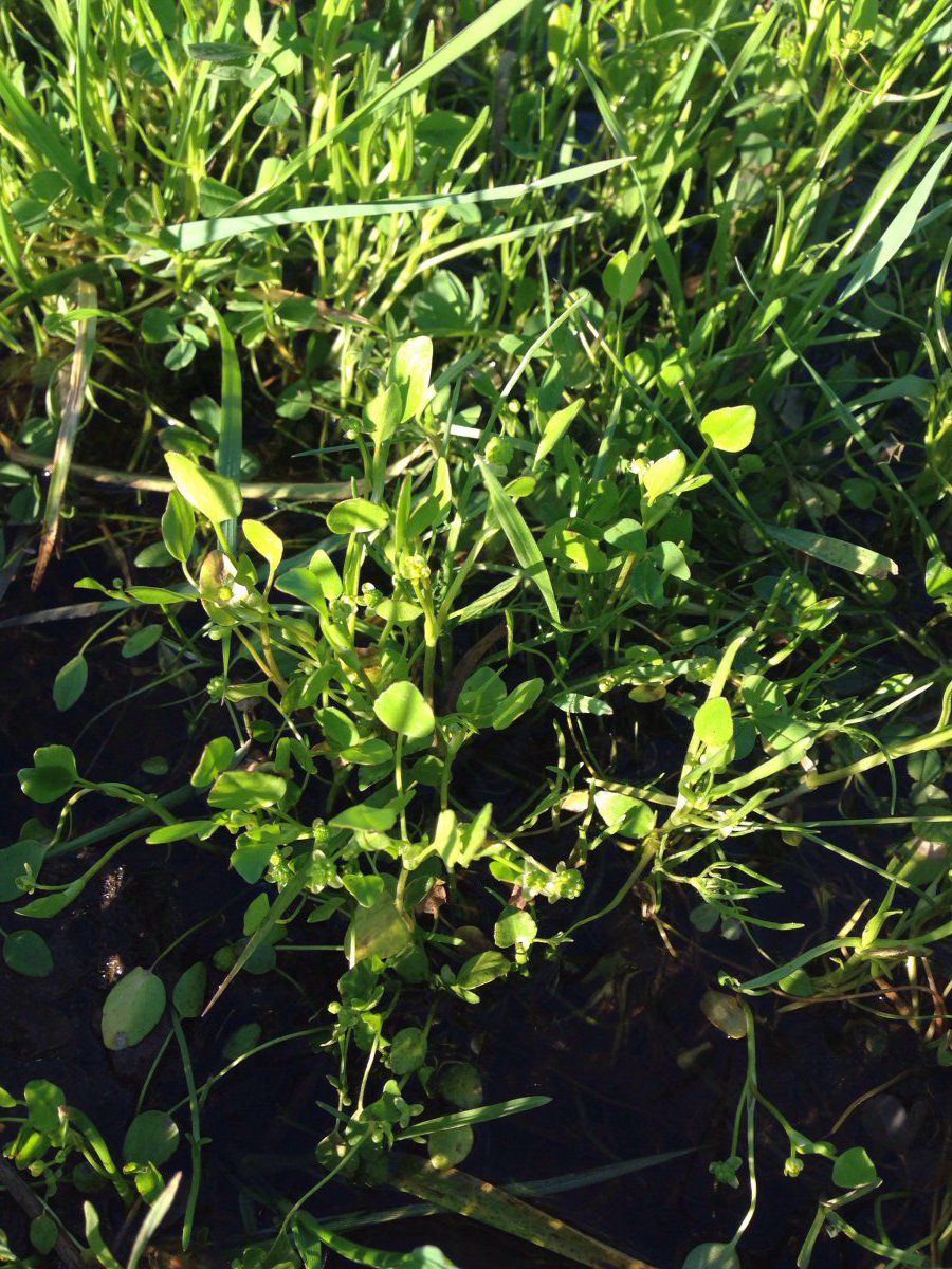 Ranunculus bonariensis var. trisepalus