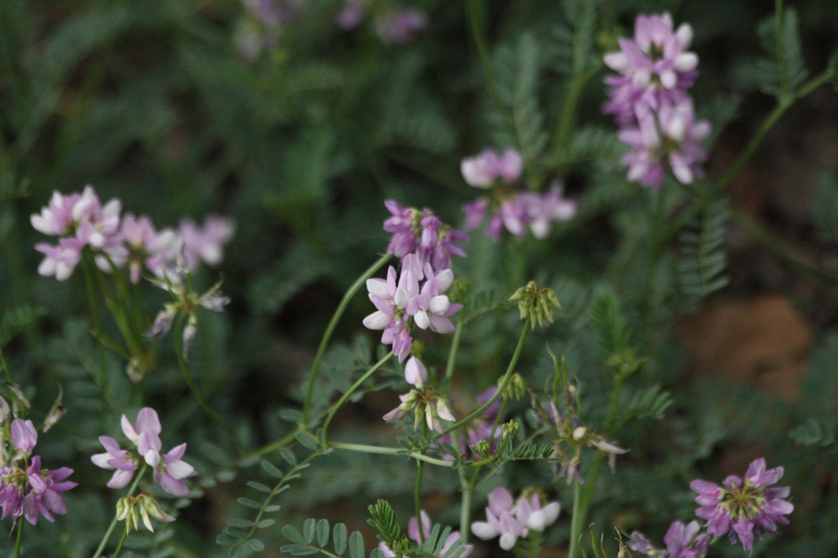 Coronilla varia