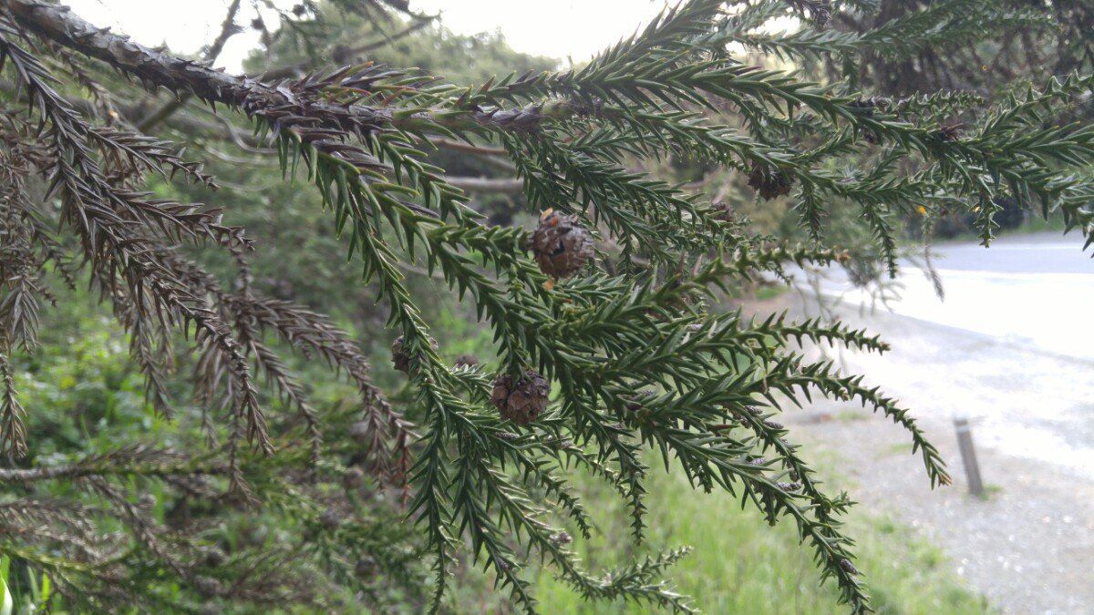 Cryptomeria japonica