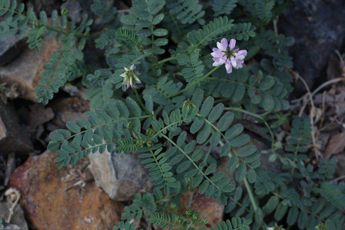 Coronilla varia