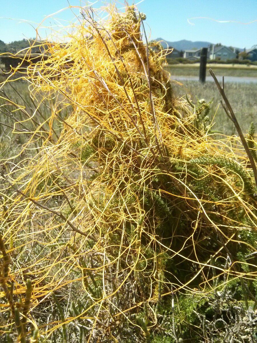 Cuscuta salina