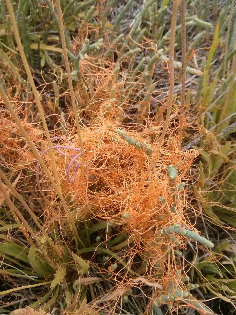 Cuscuta salina