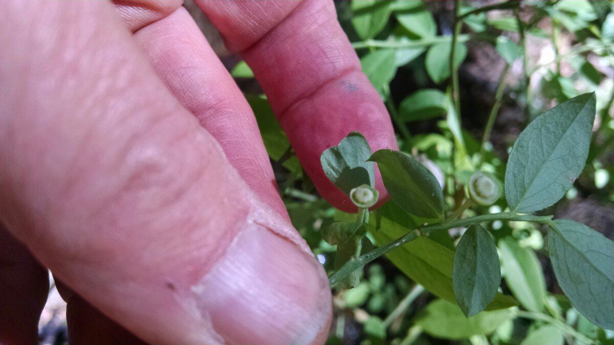 Vaccinium shastense ssp. nevadense