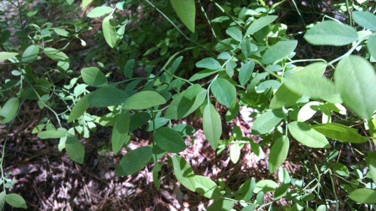 Vaccinium shastense ssp. nevadense