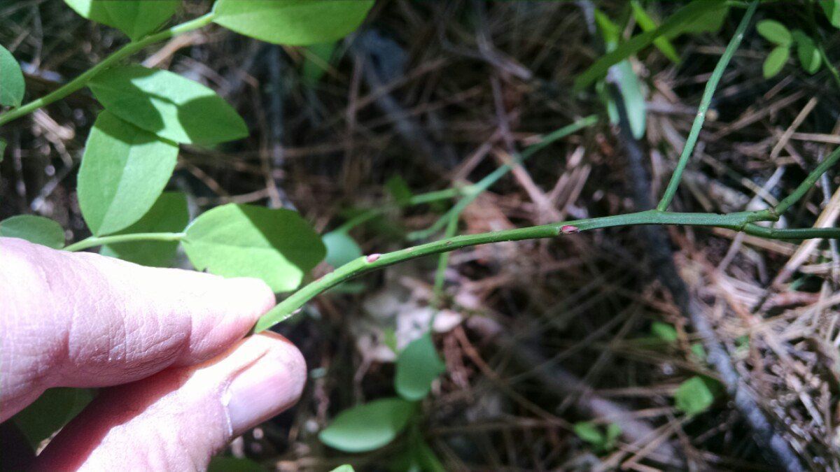 Vaccinium shastense ssp. nevadense