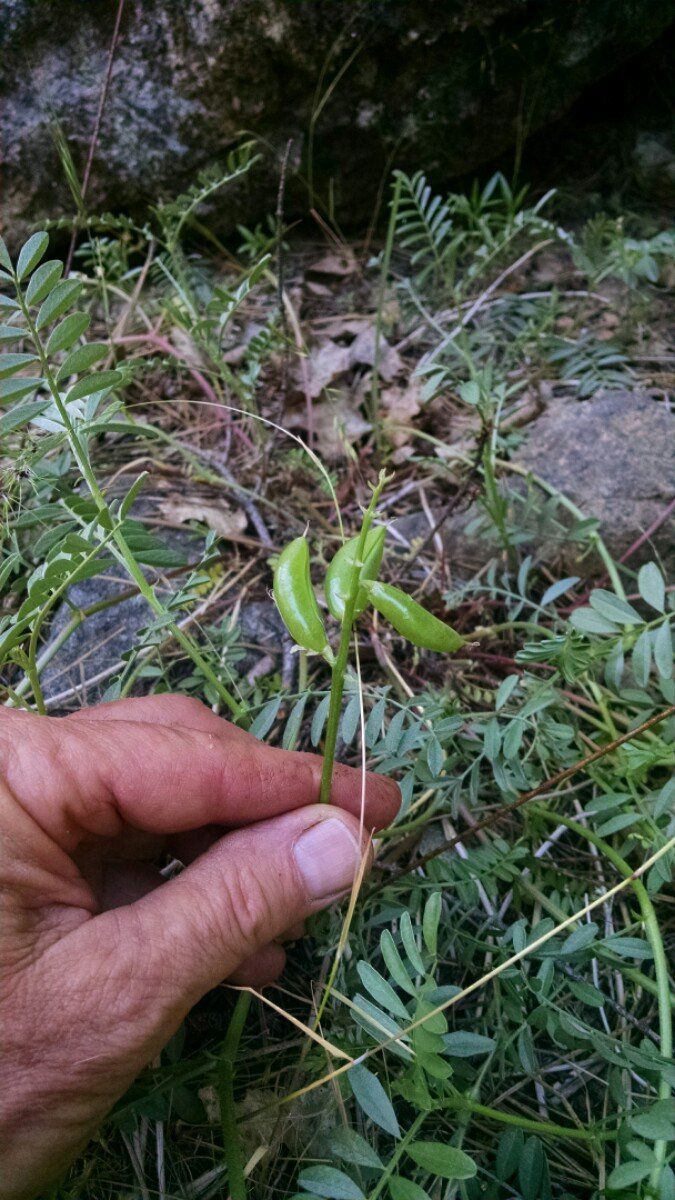 Astragalus webberi