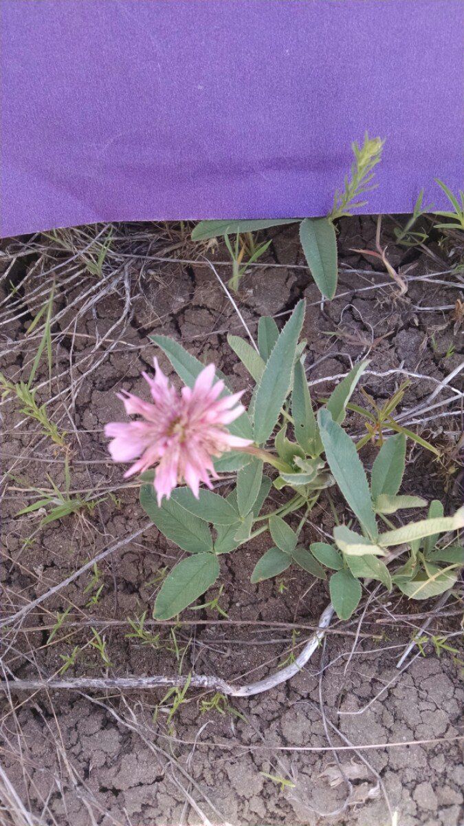 Trifolium beckwithii