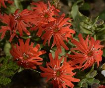 Silene laciniata