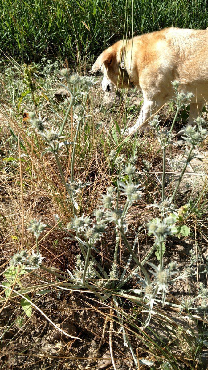 Eryngium alismifolium