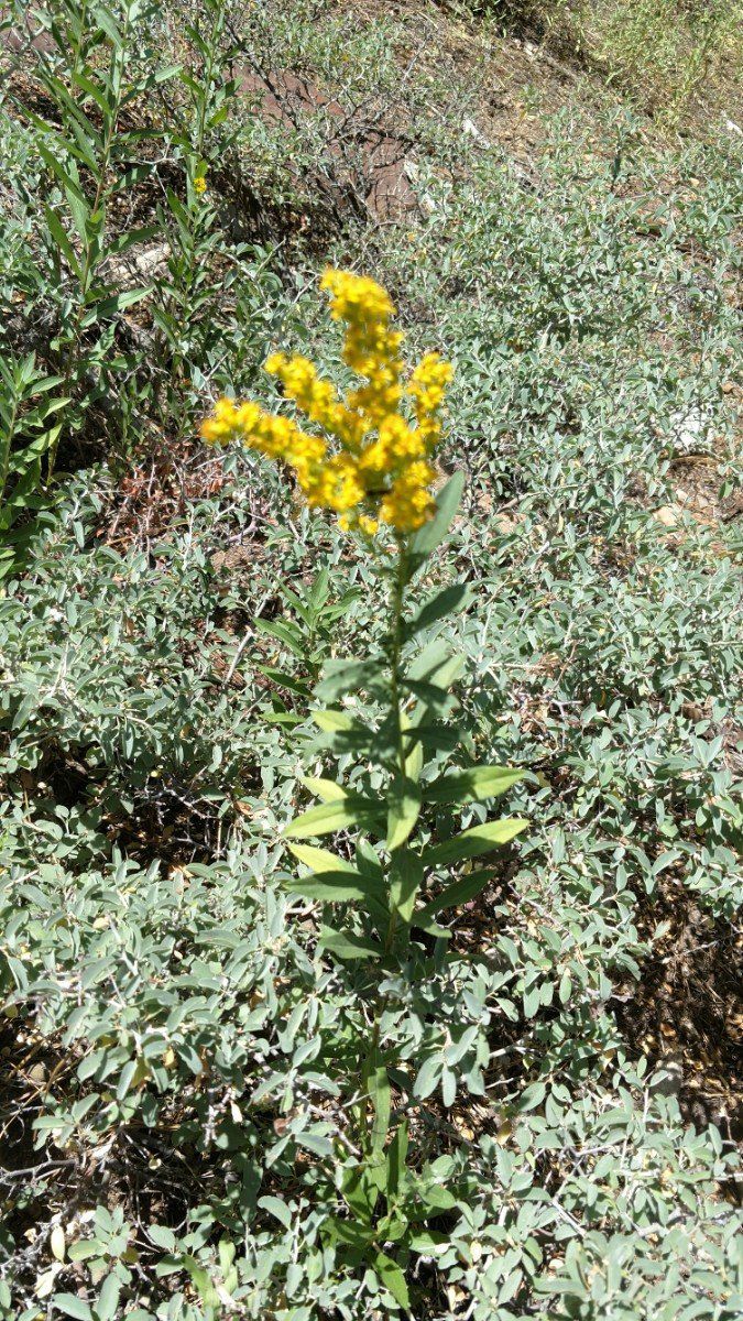 Solidago spectabilis