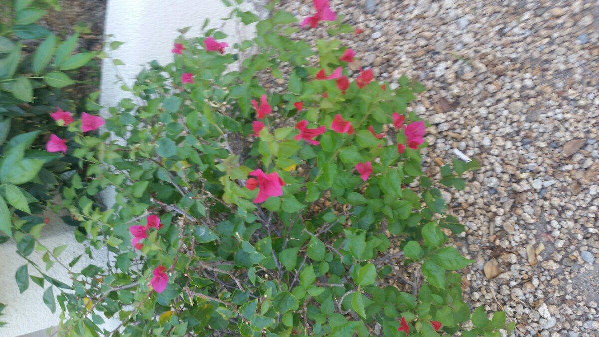 Bougainvillea spectabilis