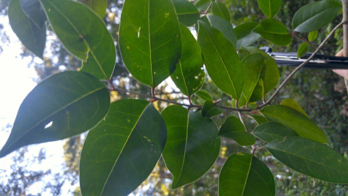 Ligustrum ovalifolium