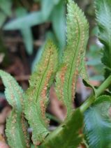 Polystichum imbricans ssp. imbricans