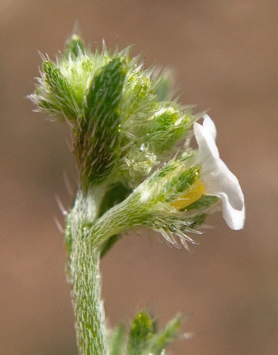 Harpagonella palmeri