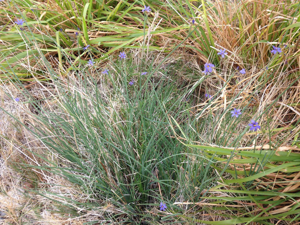 Sisyrinchium funereum