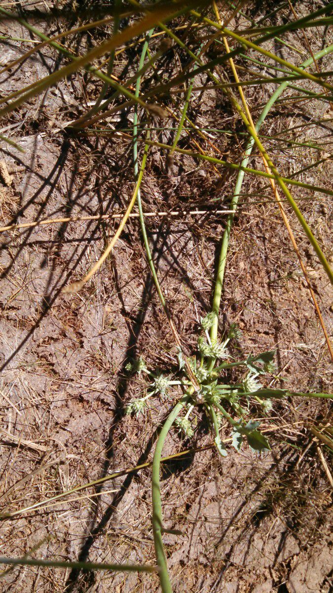 Eryngium alismifolium