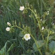 Phacelia viscida var. albiflora