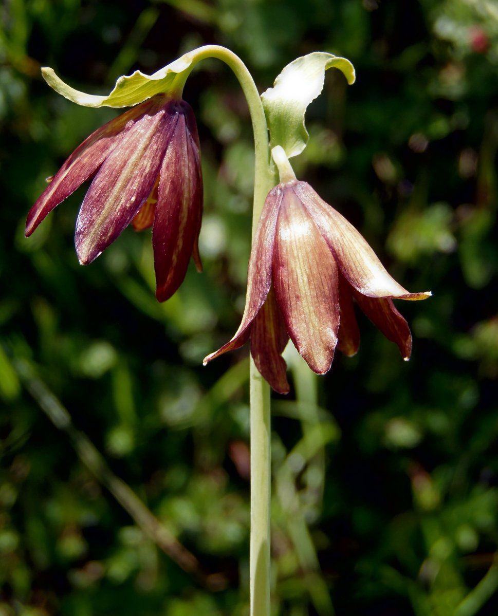 Fritillaria biflora Calflora