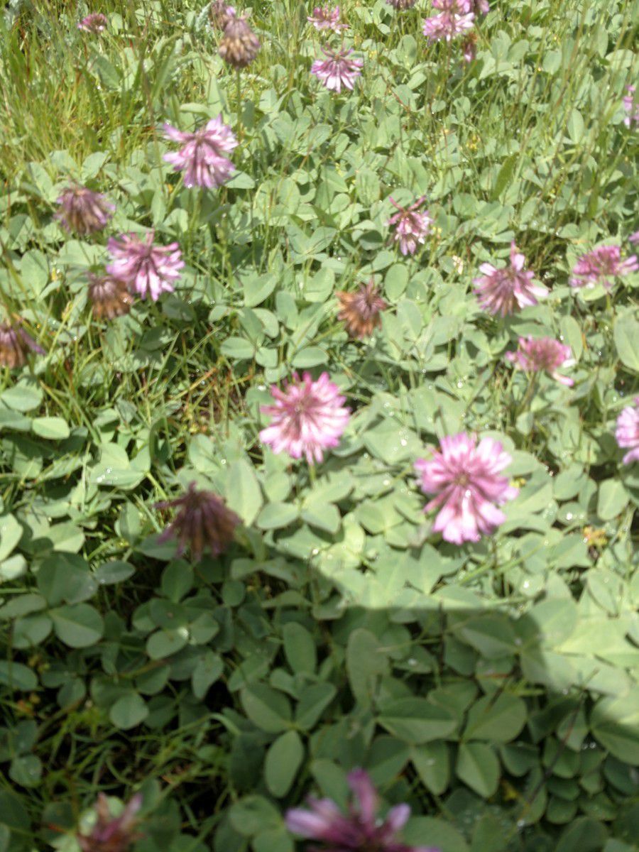 Trifolium beckwithii