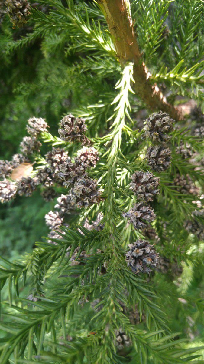 Cryptomeria japonica