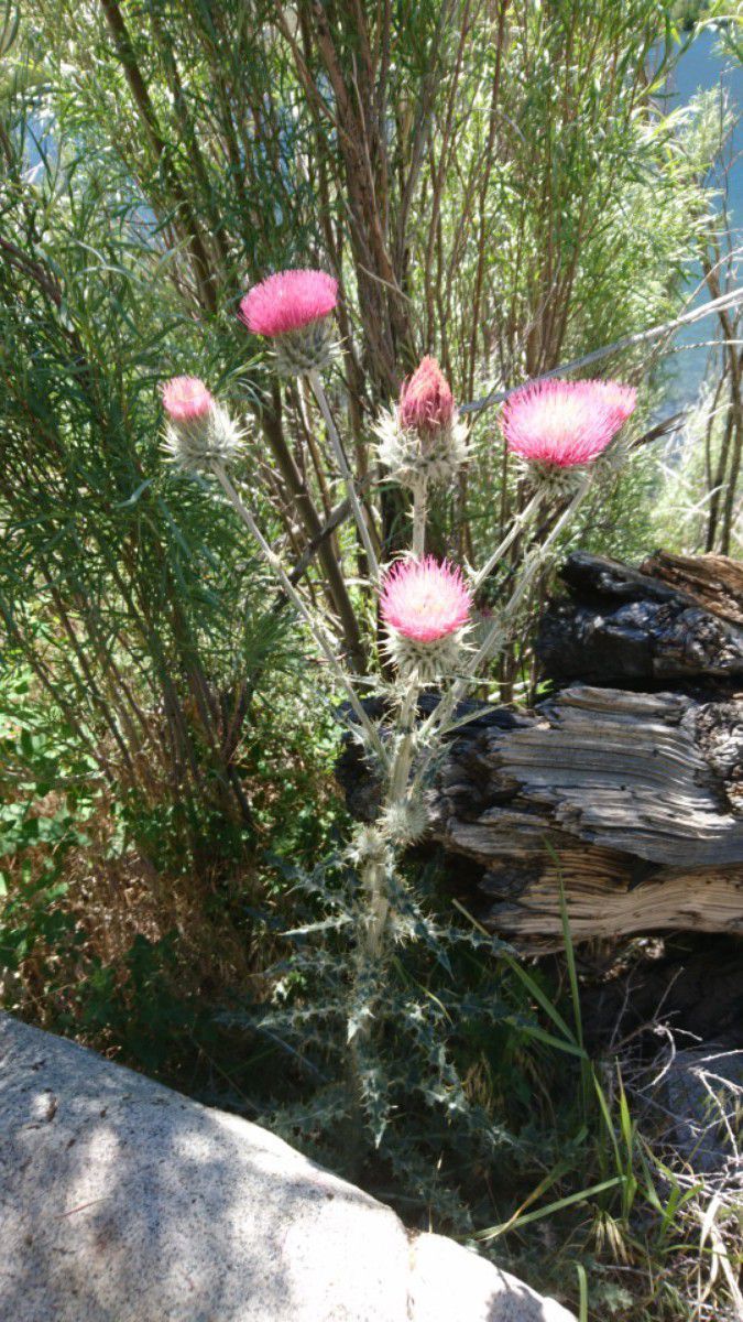 Cirsium ochrocentrum