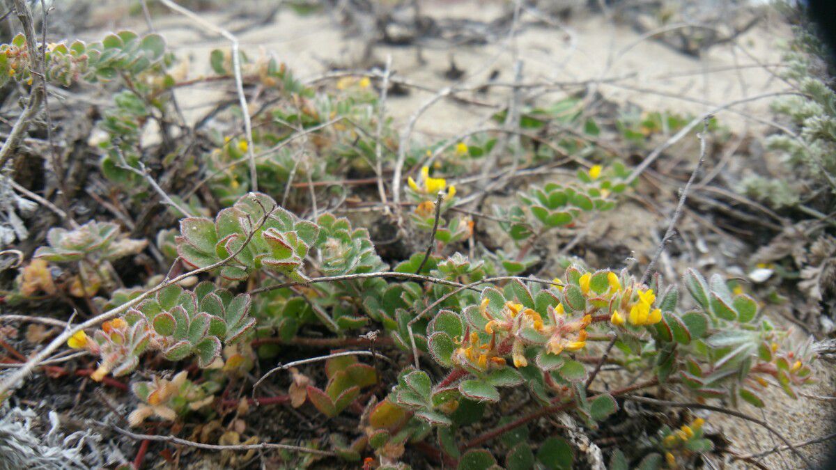 Acmispon tomentosus var. tomentosus