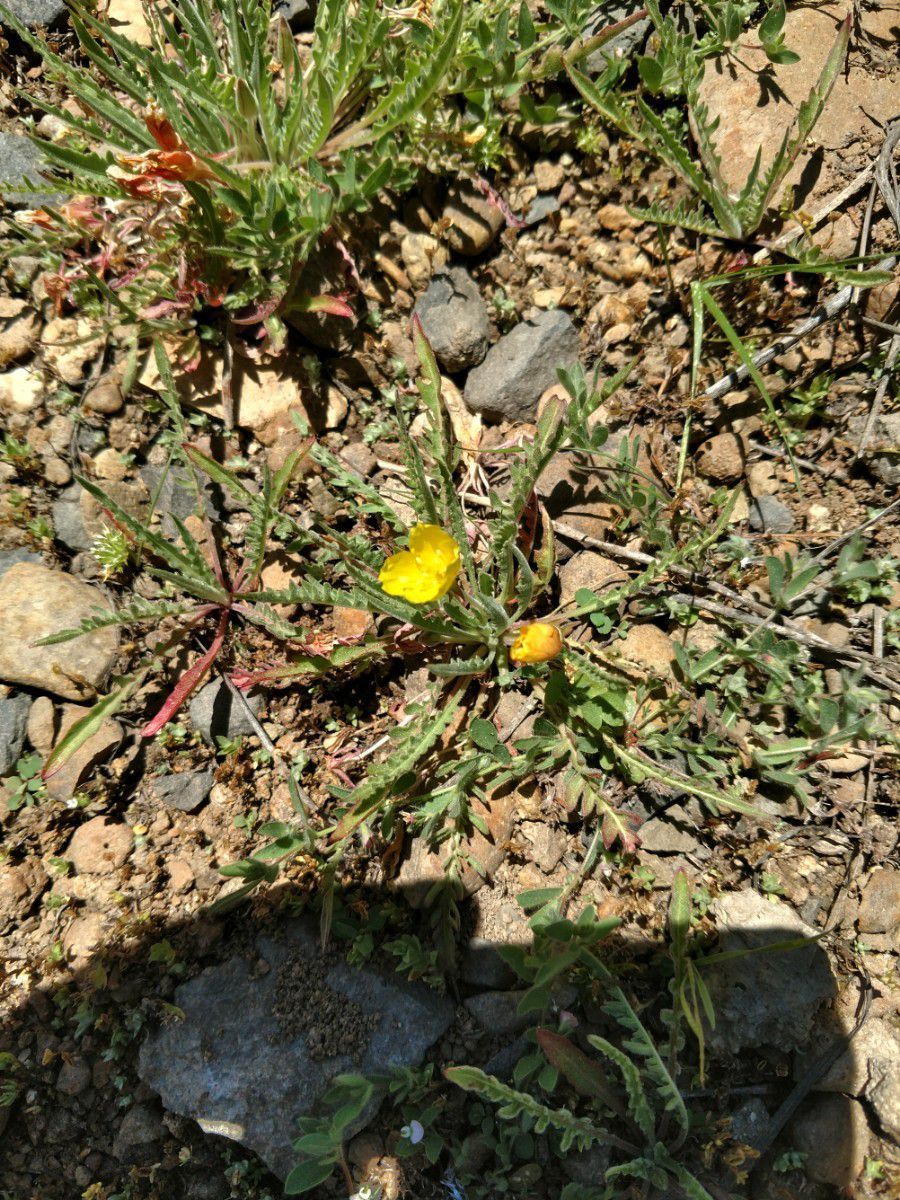 Diplotaxis tenuifolia