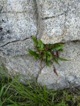 Polystichum munitum ssp. imbricans
