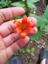 Lilium parvum